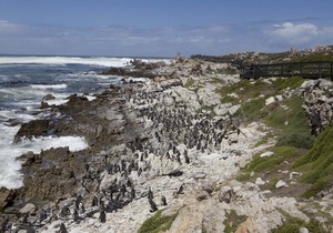 What to Do in Bettyâ€™s Bay in Winter