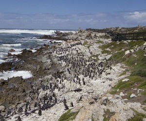 What to Do in Bettyâ€™s Bay in Winter