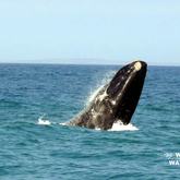 Whale jumping