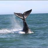 Whale tail