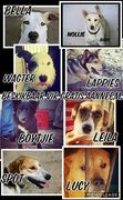 Dogs up for adoption at our Kennels