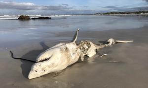 Great White Sharks hunted by Orcas in Gansbaai Continues