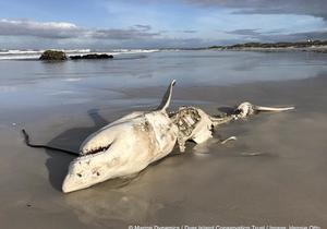 Great White Sharks hunted by Orcas in Gansbaai Continues