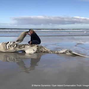 deceased_shark_gansbaai_1498555197