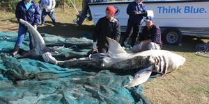 deceased_sharks_1498555198