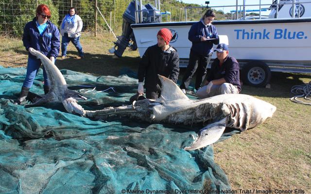 deceased_sharks_1498555198
