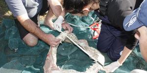 shark_deceased_1498555201