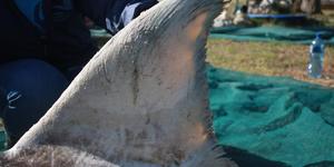 shark_vin_1498555199