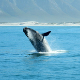 a Whale jumping next to a boat