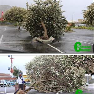 Die een oomblik was die twee vaalkusbome (silver oak) nog fier en regop en die volgende oomblik â€“ onderstebo.  Die Fotoâ€™s is tydens verlede Woensdag se erge storm geneem.  Die boonste foto is in die parkeerterrein van die White Shark Junction geneem en die onderste een by OK Foods Gansbaai se agterste parkeerterrein. Twee huise se dakke het onderskeidelik in De Kelders en Klipfonteyn gelig en dakplate het afgewaai. In Stanford het â€˜n vallende boom â€˜n woonhuis rakelings gemis.  Net die geut is  afgeslaan.  Nog twee ander bome is ook daar ontwortel.