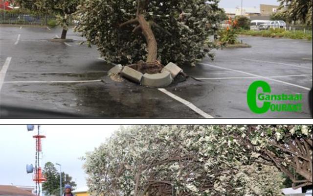 Die een oomblik was die twee vaalkusbome (silver oak) nog fier en regop en die volgende oomblik â€“ onderstebo.  Die Fotoâ€™s is tydens verlede Woensdag se erge storm geneem.  Die boonste foto is in die parkeerterrein van die White Shark Junction geneem en die onderste een by OK Foods Gansbaai se agterste parkeerterrein. Twee huise se dakke het onderskeidelik in De Kelders en Klipfonteyn gelig en dakplate het afgewaai. In Stanford het â€˜n vallende boom â€˜n woonhuis rakelings gemis.  Net die geut is  afgeslaan.  Nog twee ander bome is ook daar ontwortel.