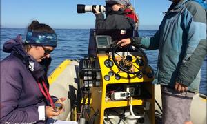 Researchers collaborate on an exciting marine project