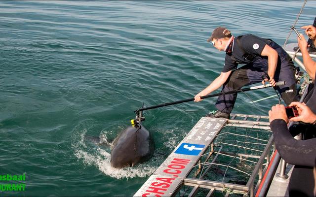 Oliver Jewell, a PhD candidate affiliated with Murdoch University, placing the CATS-cam on a great white shark.