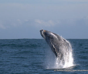 Whale Watching - 29 June Blog Update