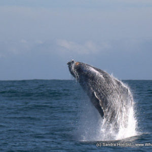 1_20170629_DC_Trip1_SHoerbst_IMG_01_580x388_1498826734