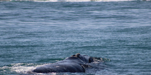 1_20170629_DC_Trip1_SHoerbst_IMG_58_1498826735