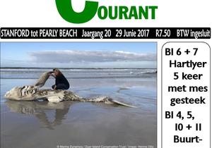 4th White shark washed ashore