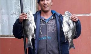 Durlin vang galjoene by Buffeljagsbaai