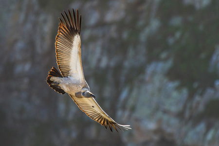 VultureWeb2_1500366588