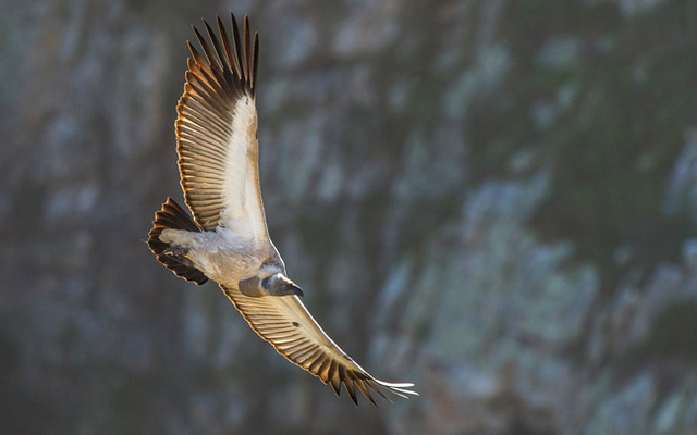 VultureWeb2_1500366588