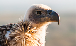 Conservation success story now De Hoop's latest attraction 