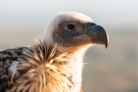 Vulture_Web1_1500366588