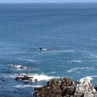 Whale watching at Coffee on the rocks, De Kelders 