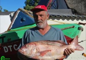 Nie aldag se rooi steenbras
