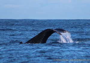 Whale Tales 23 July 2017