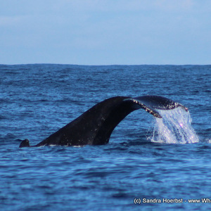 1_20170723_DC_Trip2_SHoerbst_IMG_49_1500899172