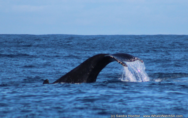 1_20170723_DC_Trip2_SHoerbst_IMG_49_1500899172