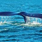 Whale Tail