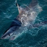 Sharks in Gansbaai