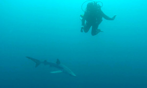 Blue and Mako Shark Diving in Gansbaai