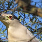 Black Crowned Night Heron