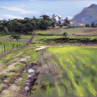 "Stanford Harvest" plein air painting by artist Christopher Reid