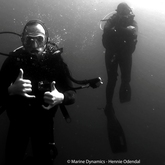 Marine Dynamics Pelagic Shark Encounters in Gansbaai, South Africa 