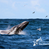 Bryde's Whale