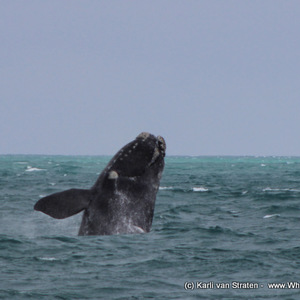 1_20170829_DC_Trip1_KvanStraten_IMG_062_1504083380