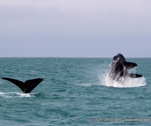 Whale Tales 29 August 2017