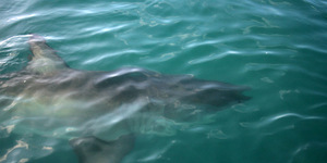 1_20170829_SF_Trip1_TRogers_IMG_07_1504083728