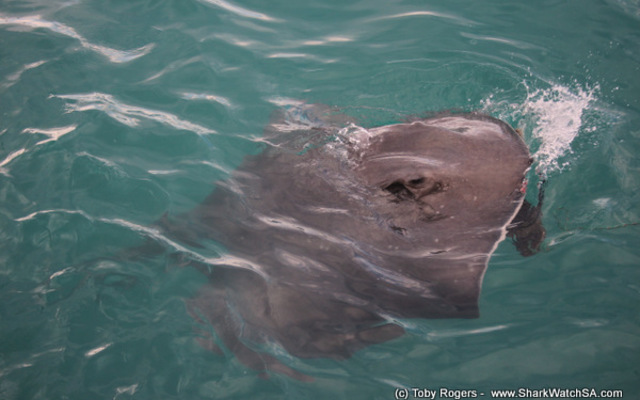 1_20170829_SF_Trip1_TRogers_IMG_71_1504083721