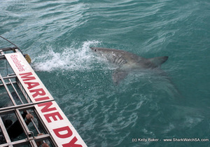 Shark Cage Diving 29 August 2017