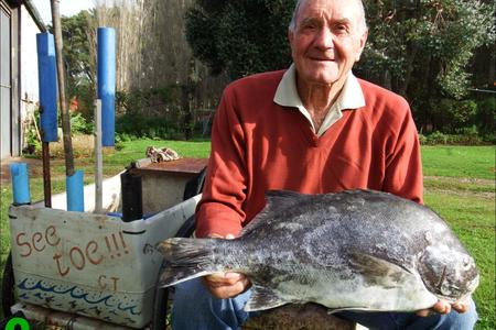 Die koning van braaivisse is sonder twyfel â€˜n galjoen. Stompie Heins van Wolvengat, ook â€˜n bo-baas banjo- en konsertinaspeler, se allemintige galjoenfoto (7.1kg), is in Gansbaai Courant se argiewe opgedelf as â€˜n voorbeeld van â€˜n behoorlike galjoen en, saam met Stompie se konsertina by die galjoenbraai, kan sake net gesellig verloop.  