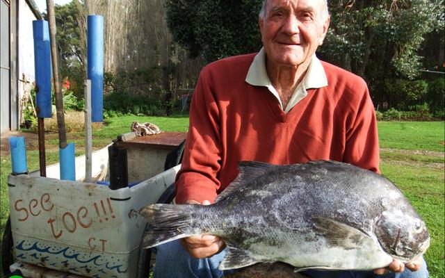 Die koning van braaivisse is sonder twyfel â€˜n galjoen. Stompie Heins van Wolvengat, ook â€˜n bo-baas banjo- en konsertinaspeler, se allemintige galjoenfoto (7.1kg), is in Gansbaai Courant se argiewe opgedelf as â€˜n voorbeeld van â€˜n behoorlike galjoen en, saam met Stompie se konsertina by die galjoenbraai, kan sake net gesellig verloop.  