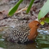 Buff Spotted Flufftail