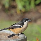 Southern Boubou