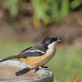 Southern Boubou