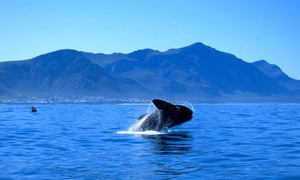 The Southern Right Whaleâ€™s journey to Walker Bay
