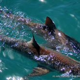 Copper sharks - The skin color is bronze on the back with a white belly. The fins have dark markings along the edges and white or dusky tips.